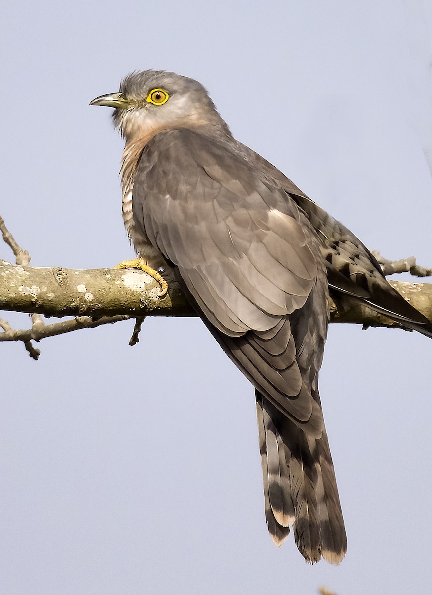 Common Hawk-Cuckoo - Amit Thakurta