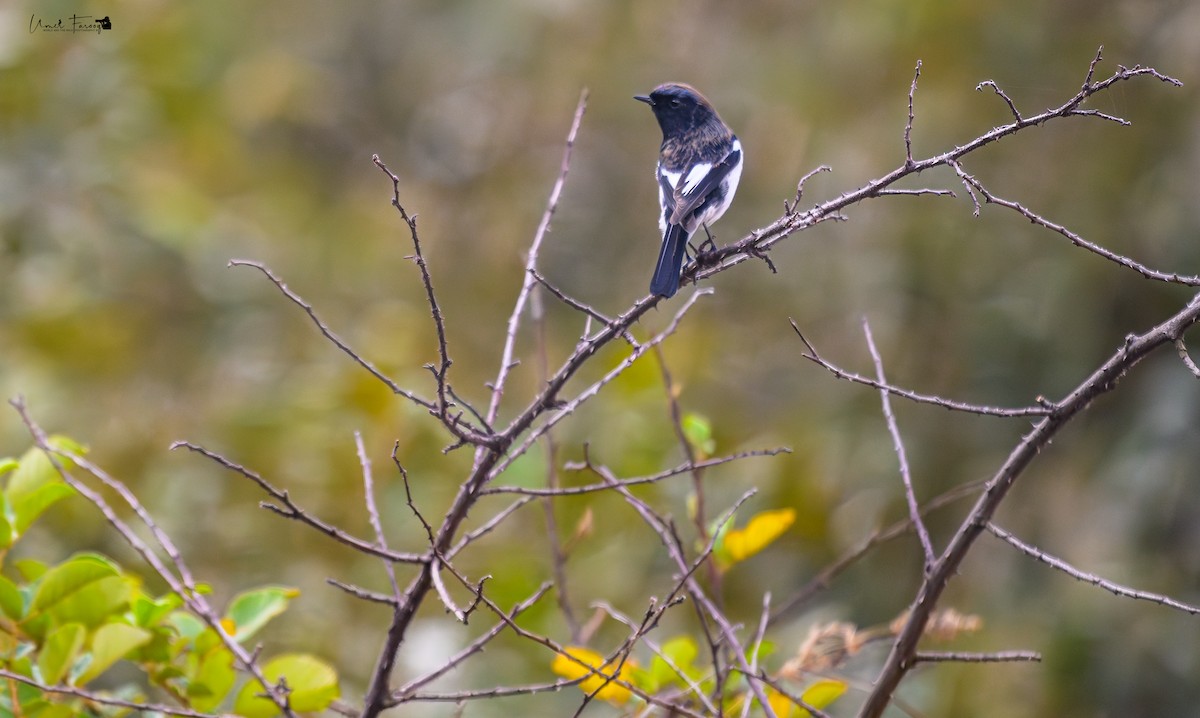 Blue-capped Redstart - ML613165391