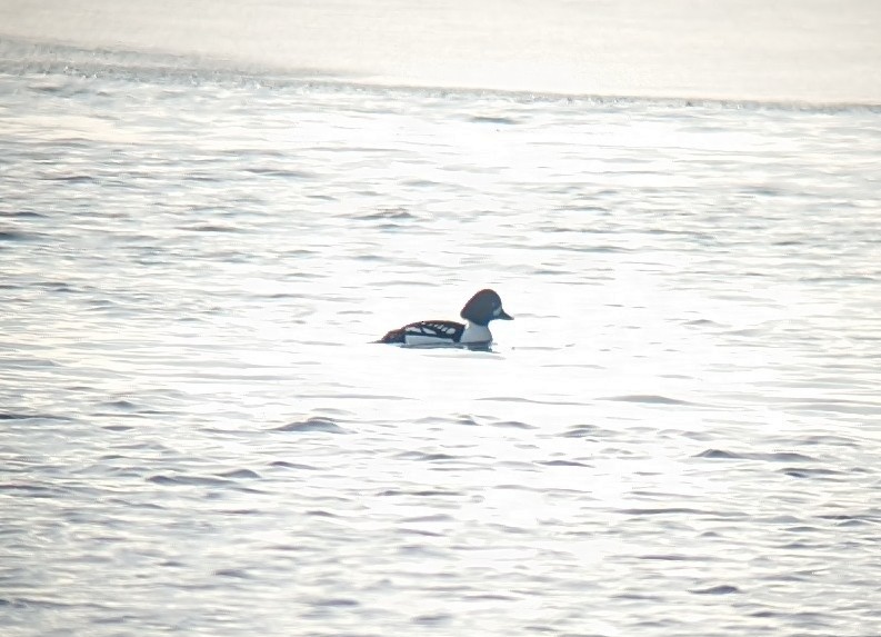 Barrow's Goldeneye - ML613165392