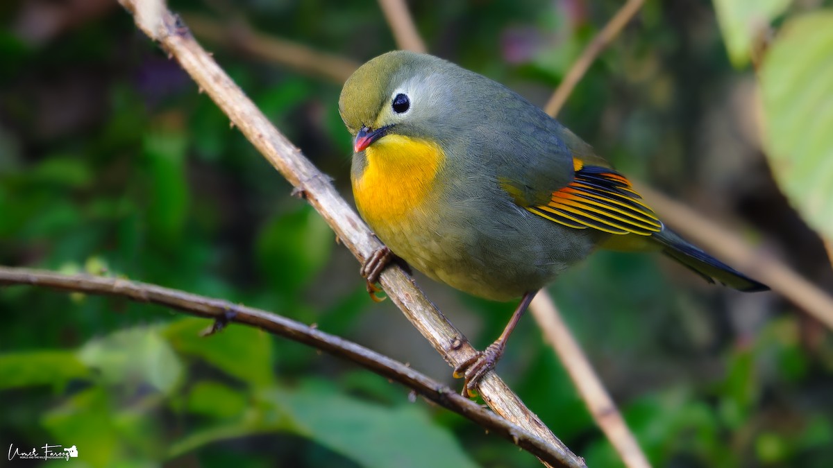 Red-billed Leiothrix - ML613165393