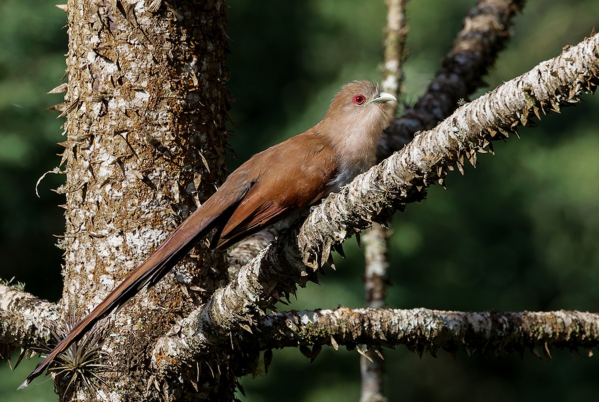 Squirrel Cuckoo - ML613165398