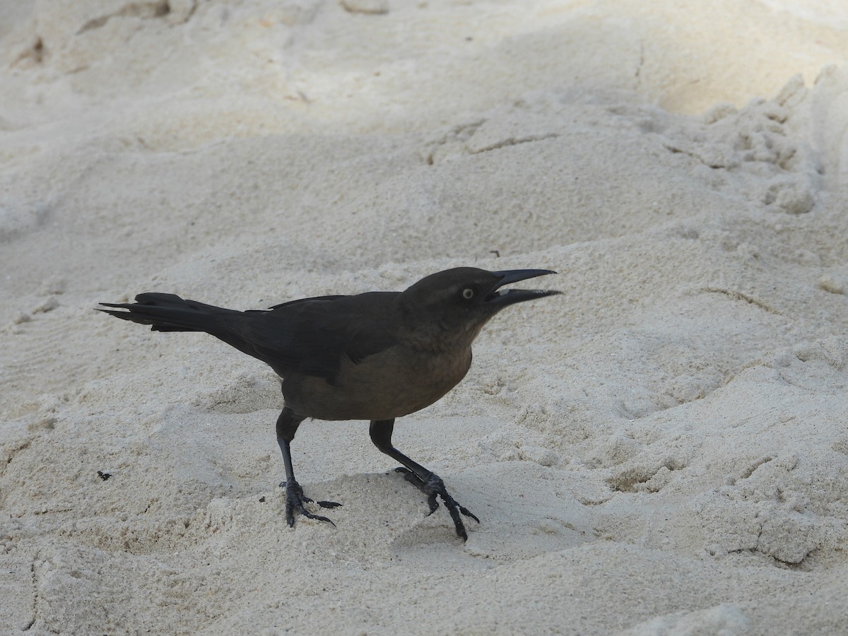 Great-tailed Grackle - ML613165407
