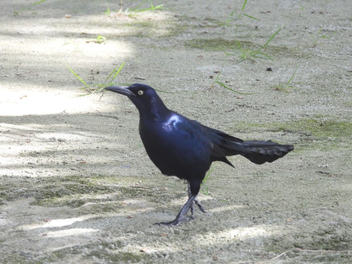 Great-tailed Grackle - ML613165408