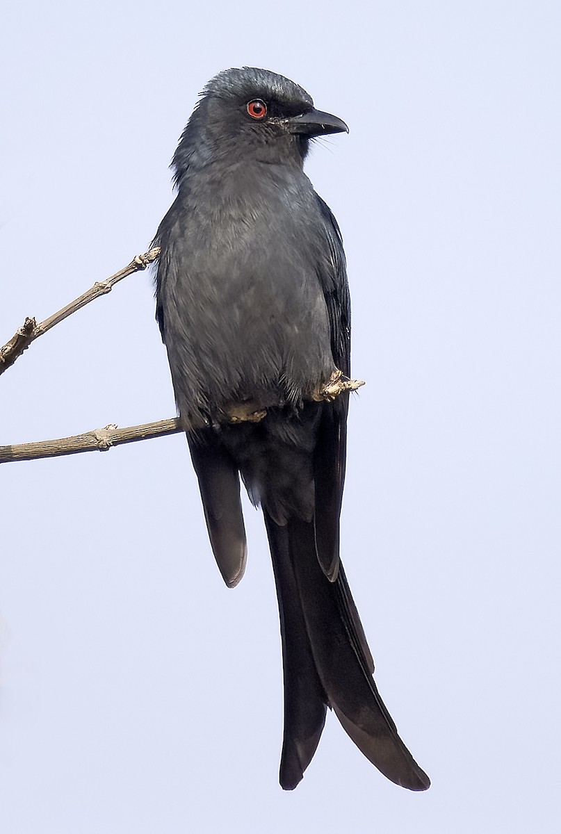 Kül Rengi Drongo - ML613165428