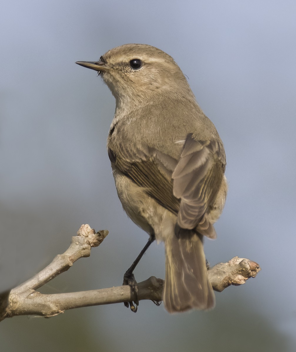 Mosquitero Común - ML613165434