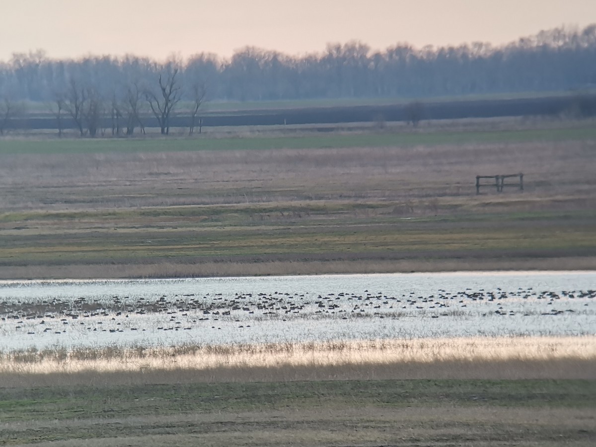 Green-winged Teal (Eurasian) - Andras Fodor