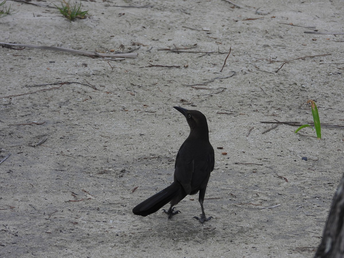 Great-tailed Grackle - ML613165469