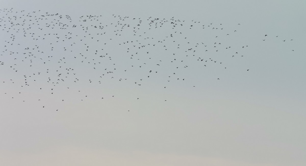 European Golden-Plover - Andras Fodor