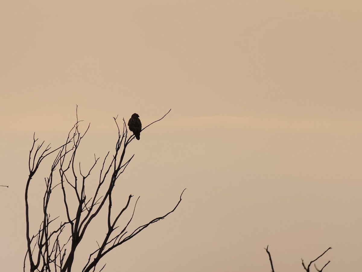 Eurasian Kestrel - Andras Fodor