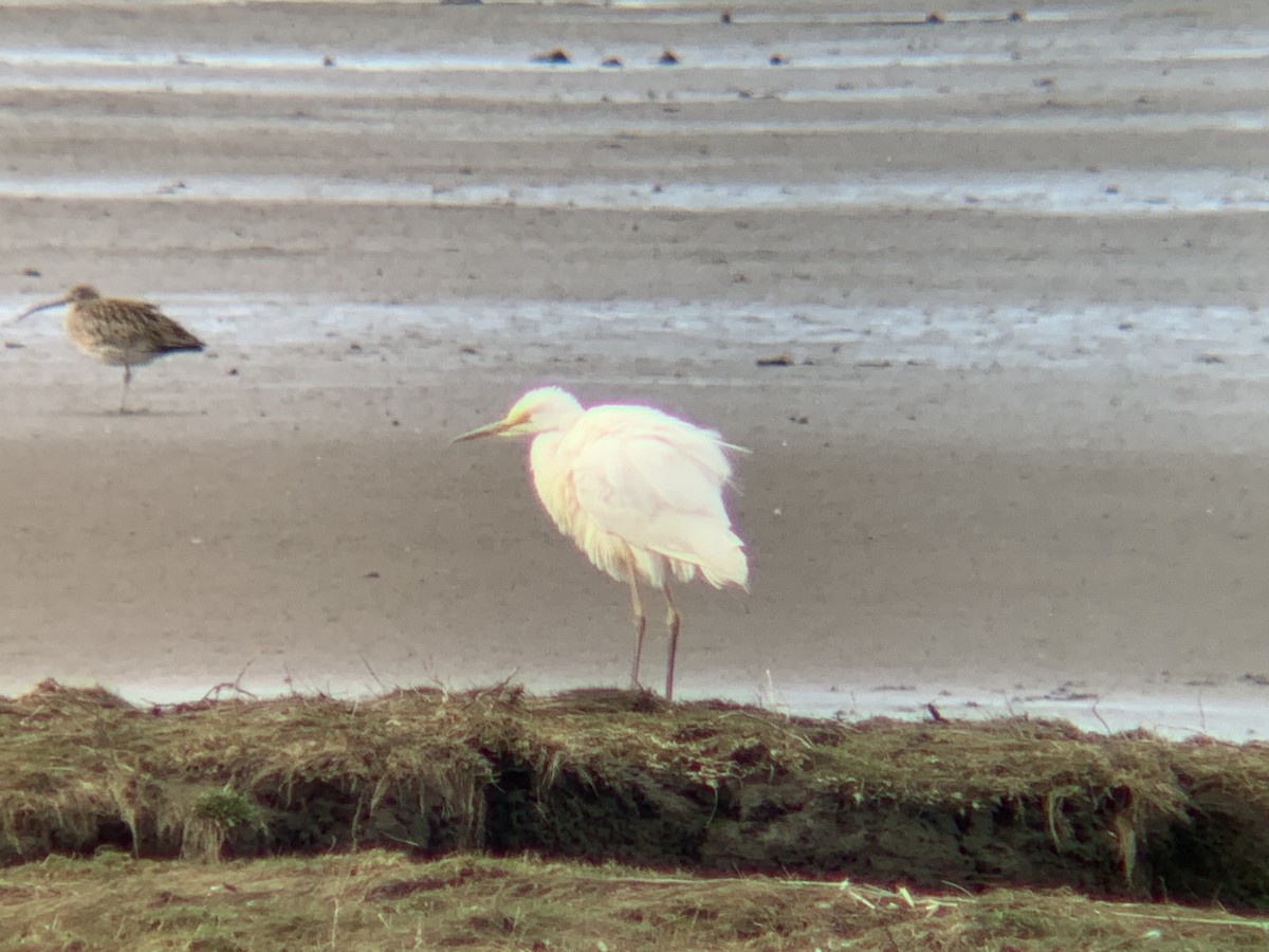 Great Egret - ML613165512