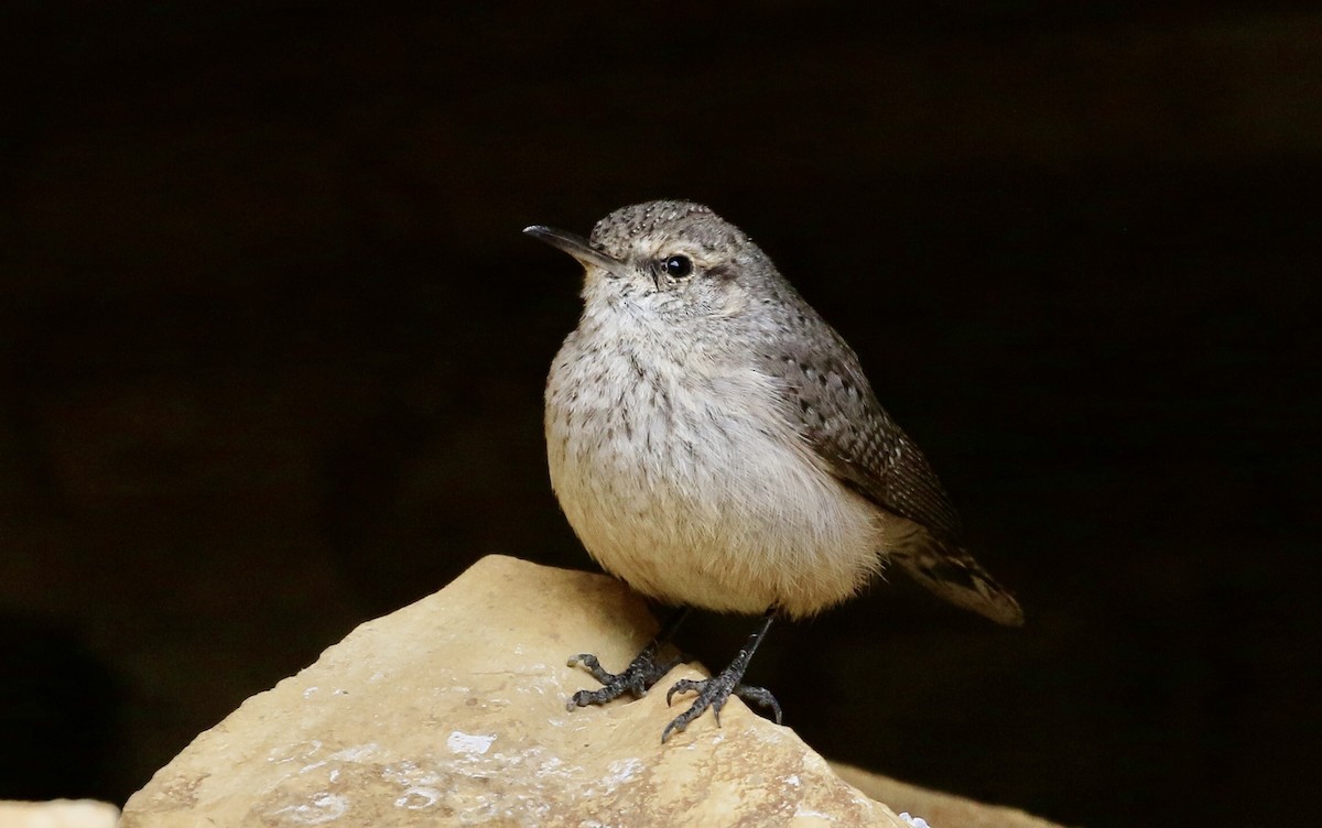 Rock Wren - ML613165513