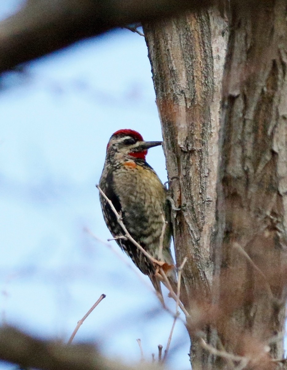 Red-naped Sapsucker - Russell Kokx