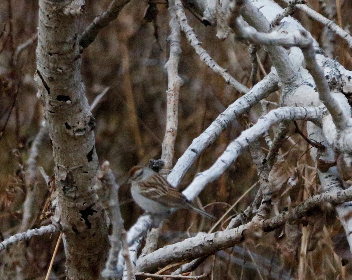 Chipping Sparrow - Russell Kokx