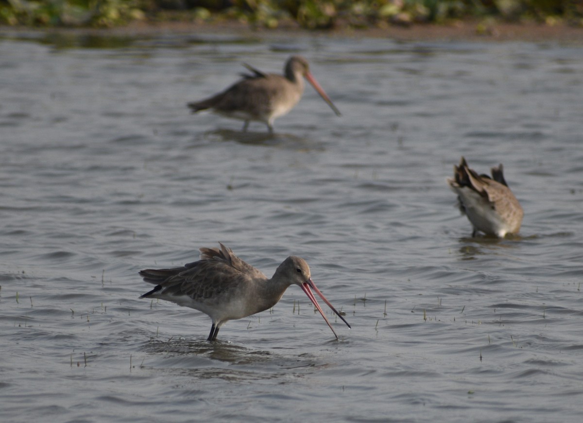 Black-tailed Godwit (limosa) - ML613165563