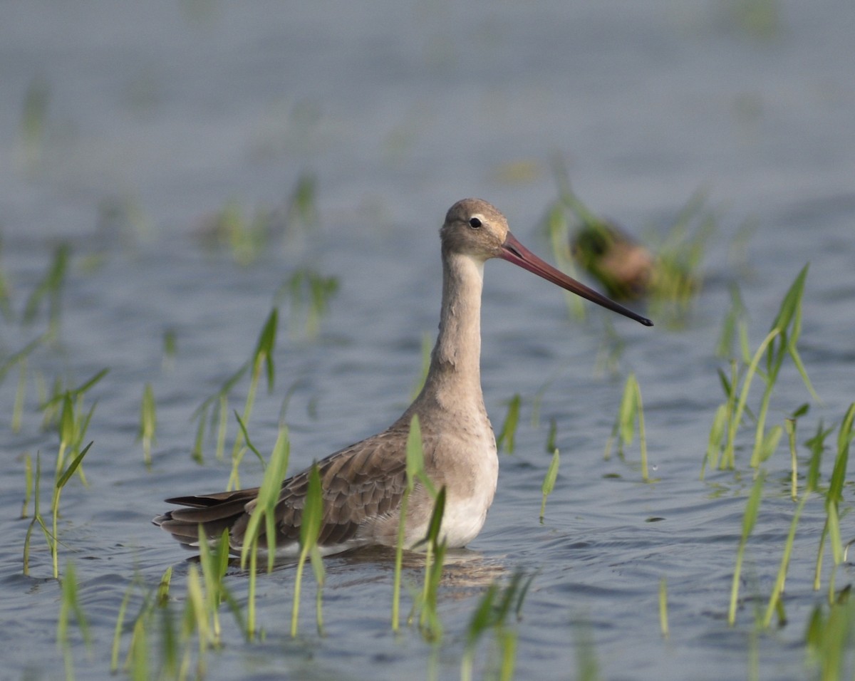 břehouš černoocasý (ssp. limosa) - ML613165564