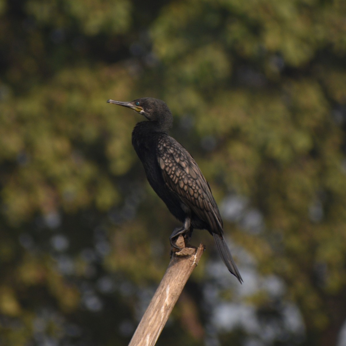Indian Cormorant - Aritra Bhattacharya