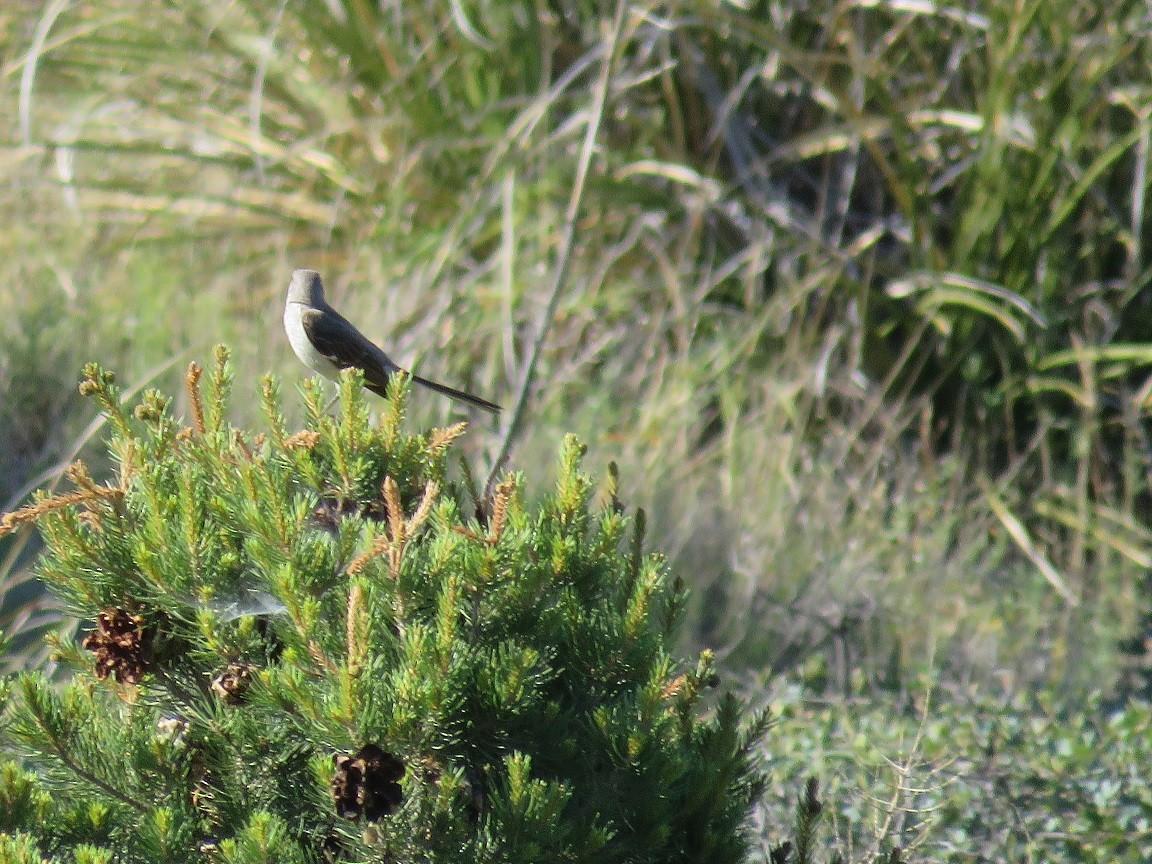 Northern Mockingbird - ML61316571