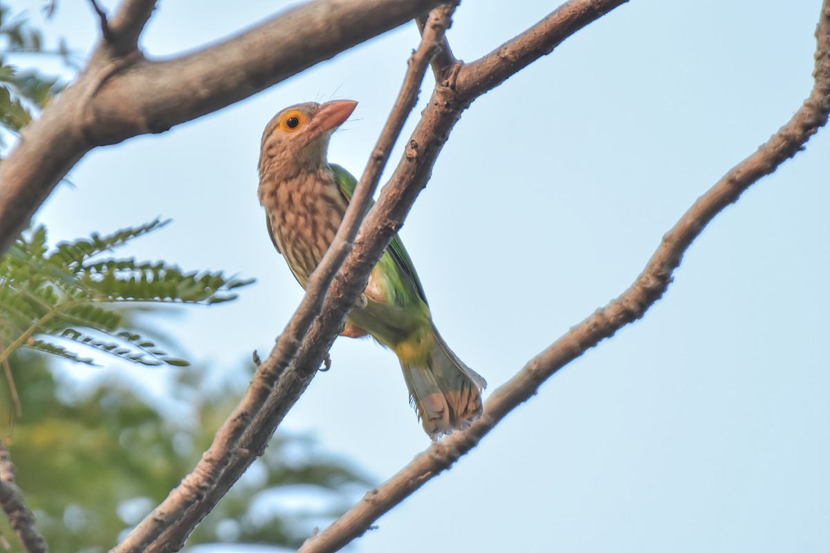 Lineated Barbet - ML613165795