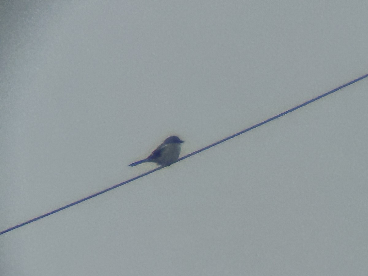 Great Gray Shrike - ML613165810