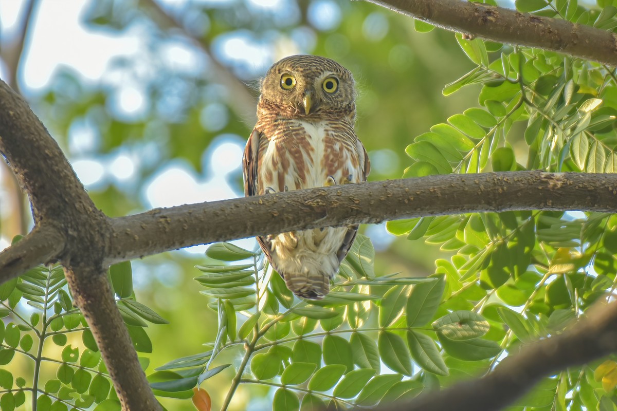 Asian Barred Owlet - Thitiphon Wongkalasin