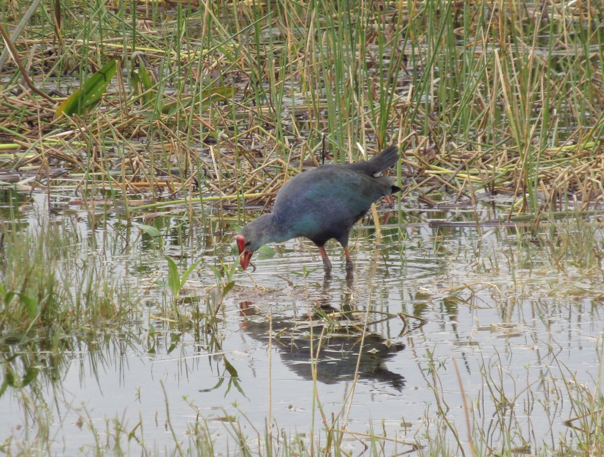 Gray-headed Swamphen - ML613165909