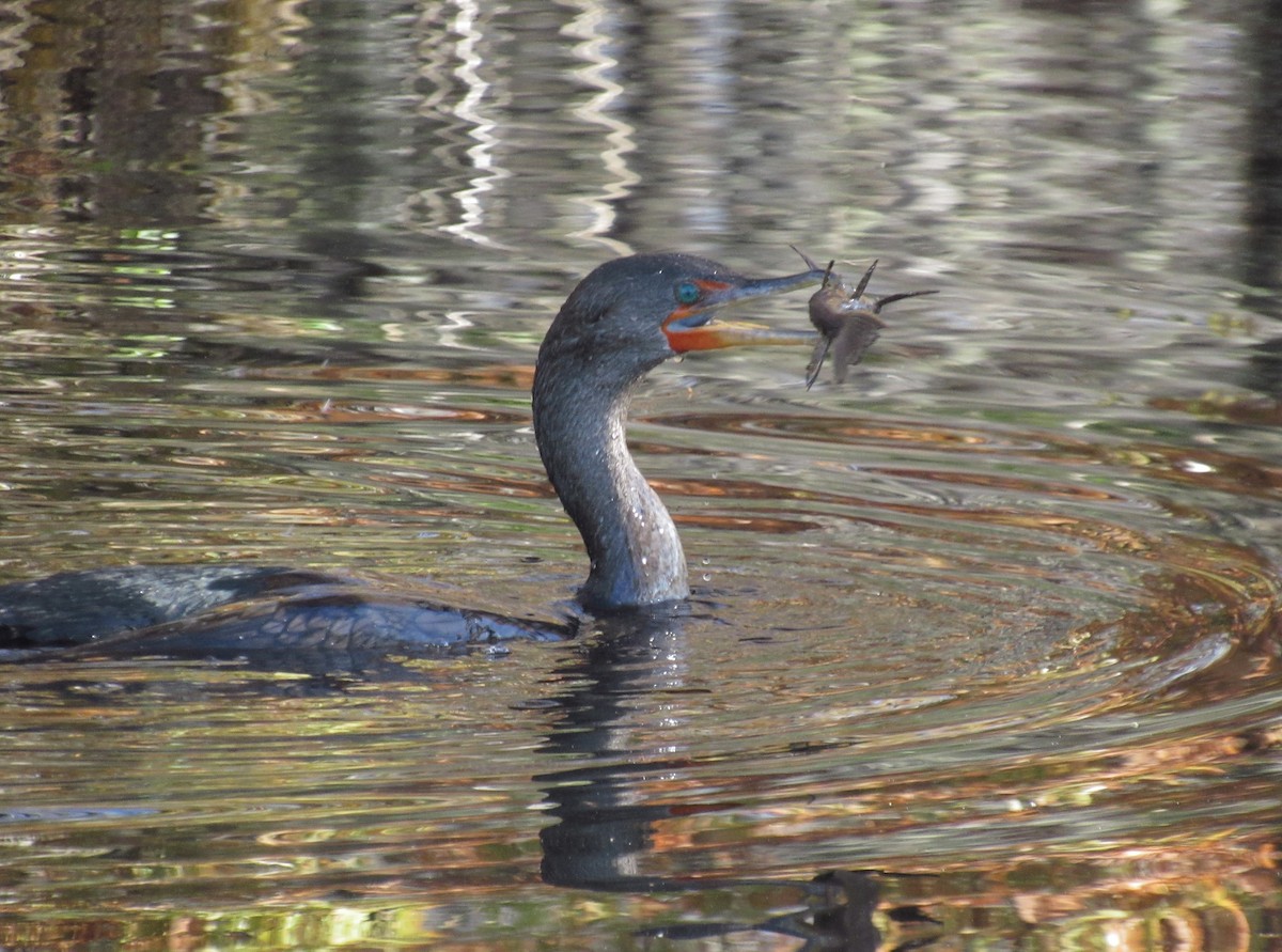 Double-crested Cormorant - Dan Brauning