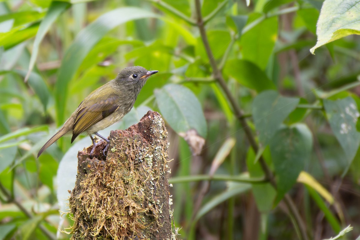 Streak-necked Flycatcher - ML613166022