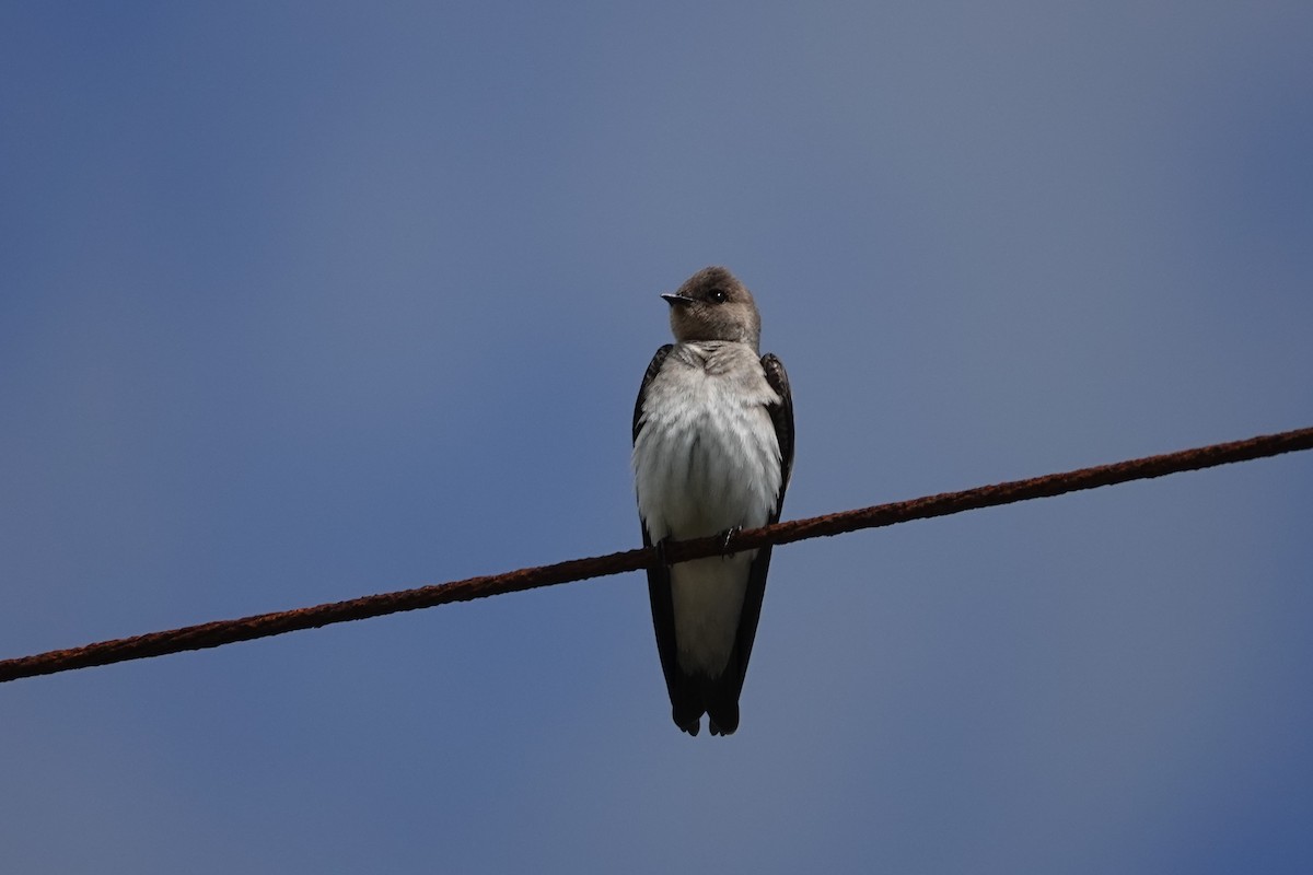 Northern Rough-winged Swallow - Jim Zook