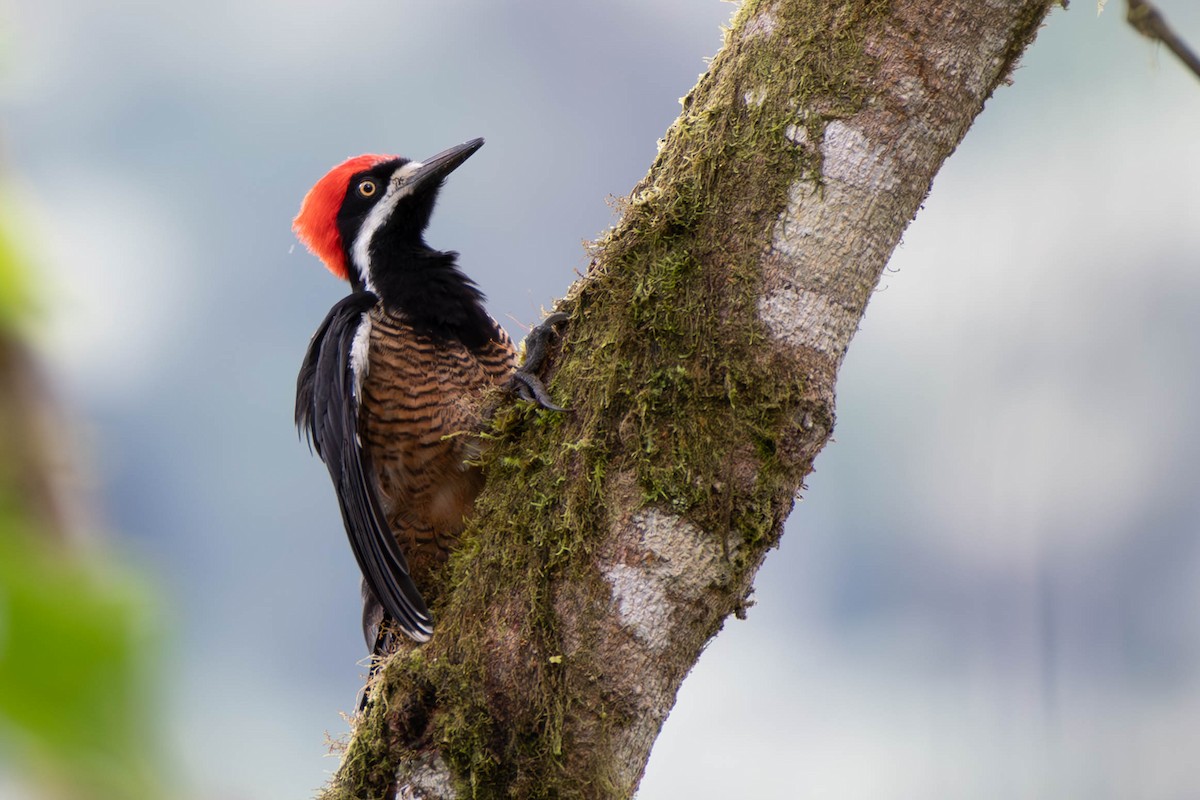Powerful Woodpecker - ML613166062