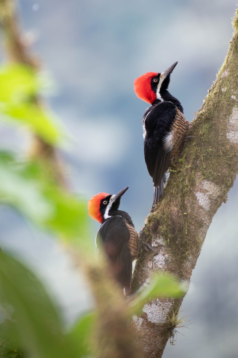 Powerful Woodpecker - ML613166063