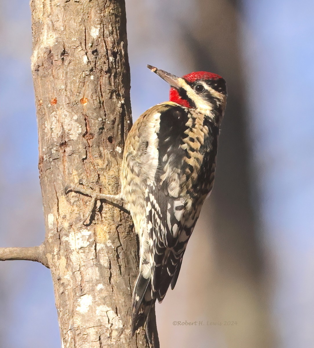 Yellow-bellied Sapsucker - ML613166068