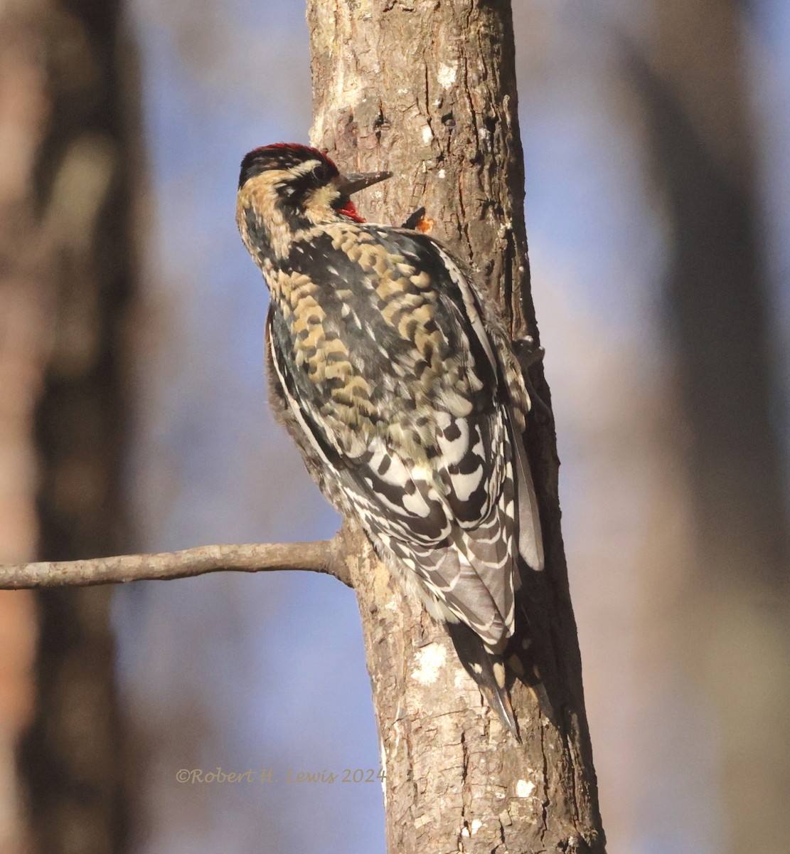 Yellow-bellied Sapsucker - ML613166077