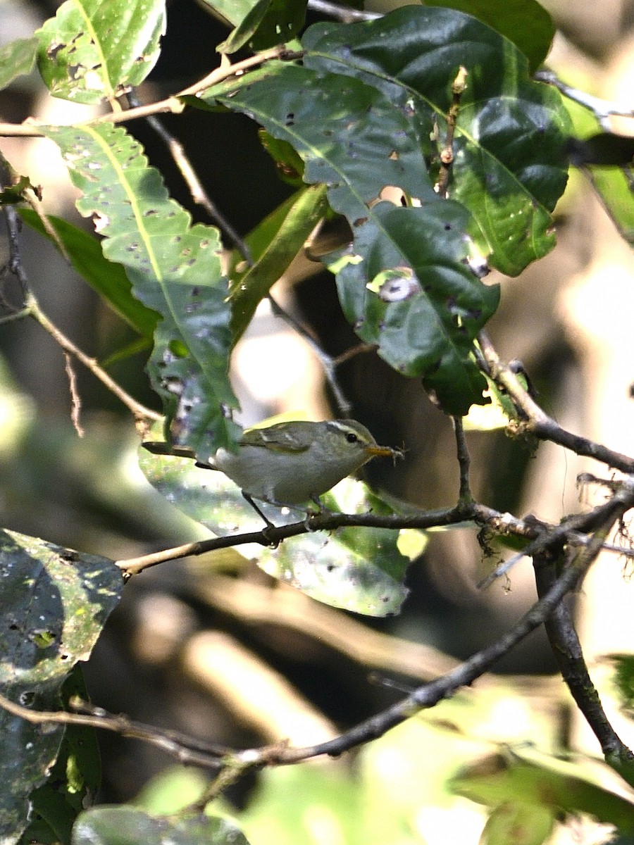 Western Crowned Warbler - ML613166172