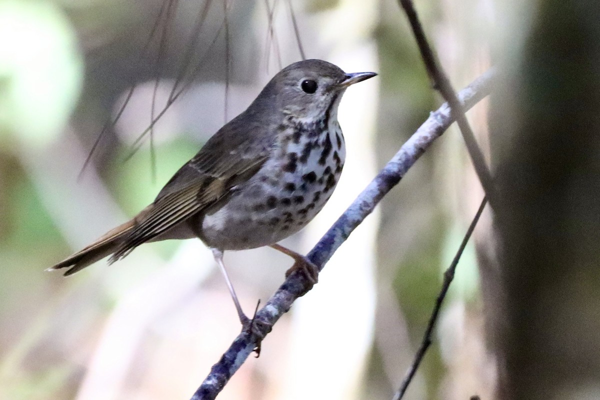 Hermit Thrush - ML613166176