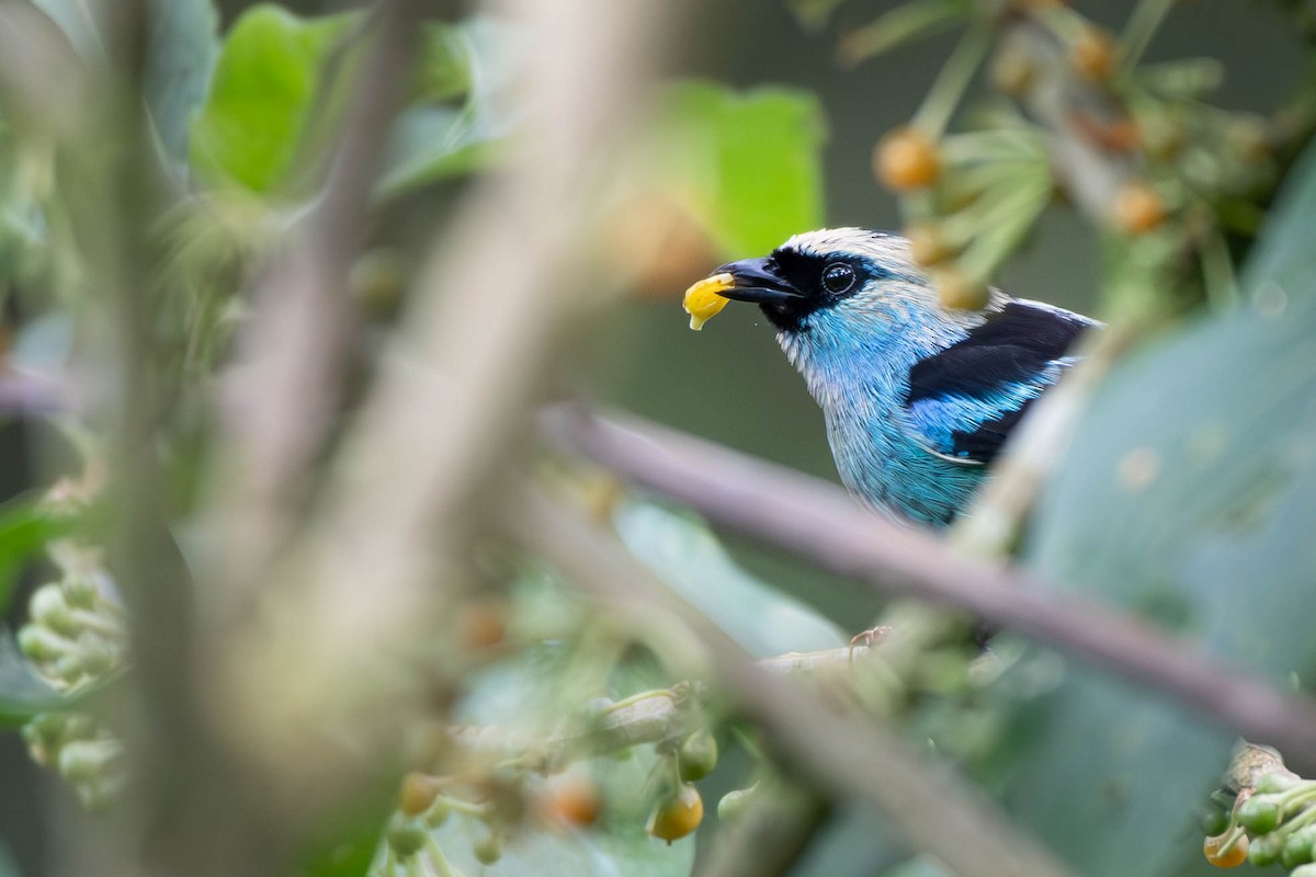 Metallic-green Tanager - ML613166200