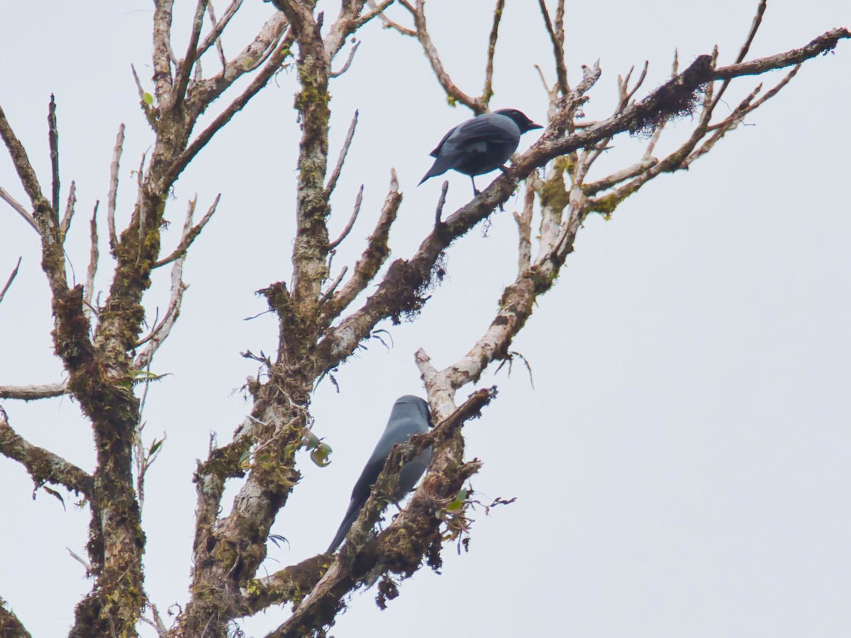 Black-bellied Cicadabird - Eric Carpenter