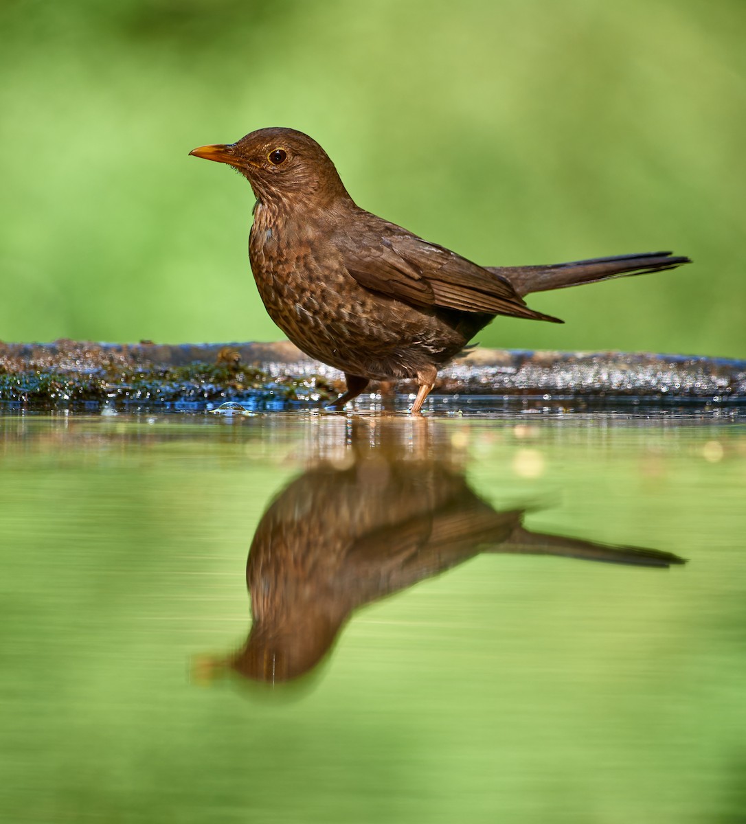 Amsel - ML613166367