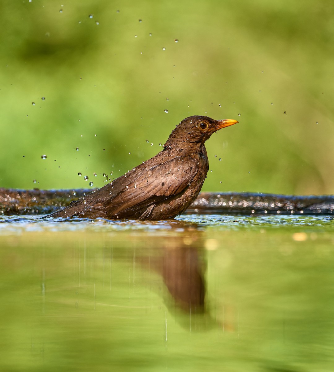 Amsel - ML613166372