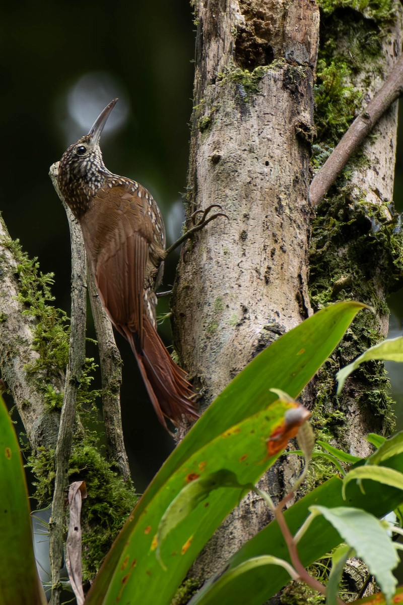 Montane Woodcreeper - ML613166403