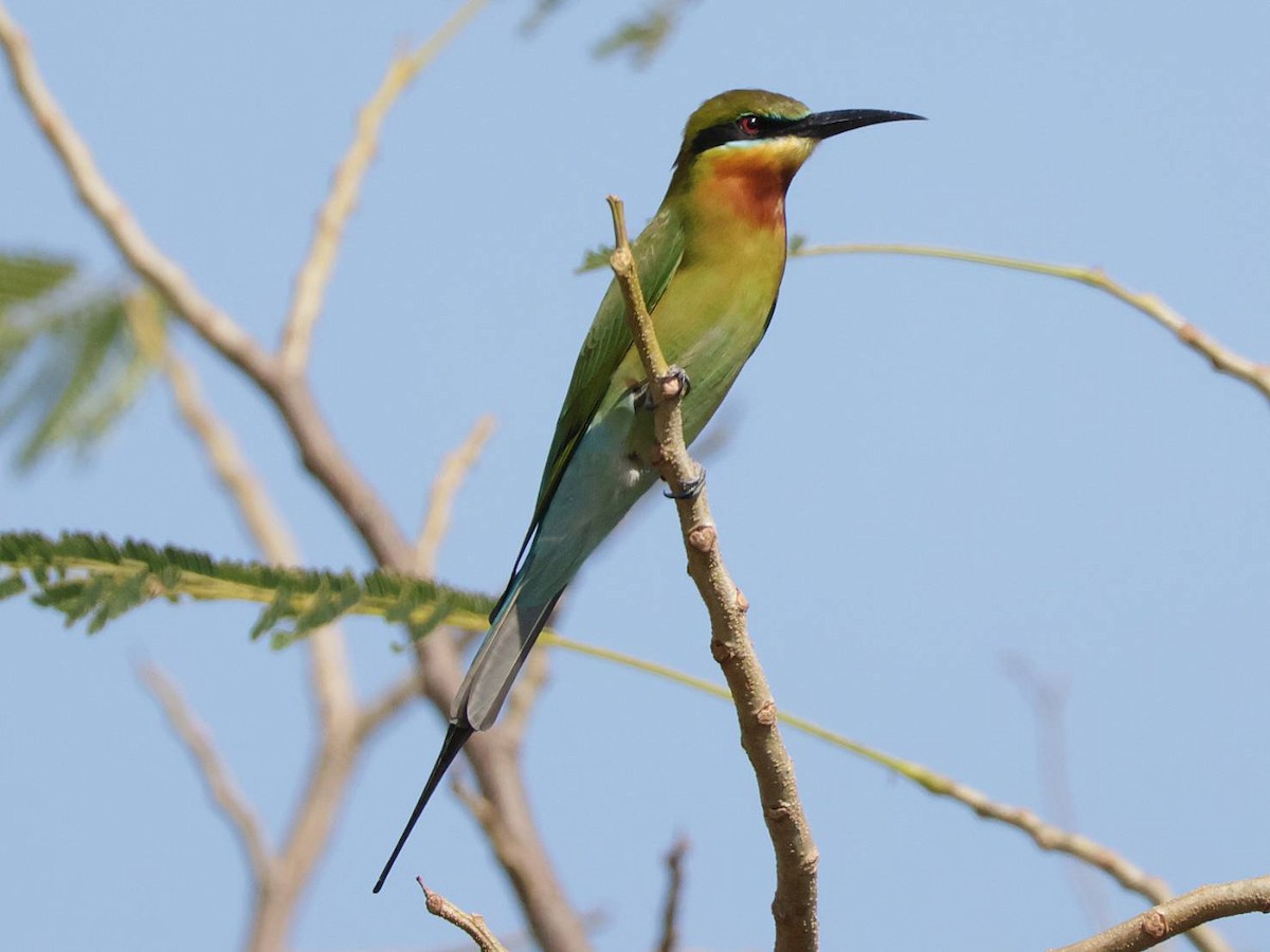 Blue-tailed Bee-eater - ML613166408