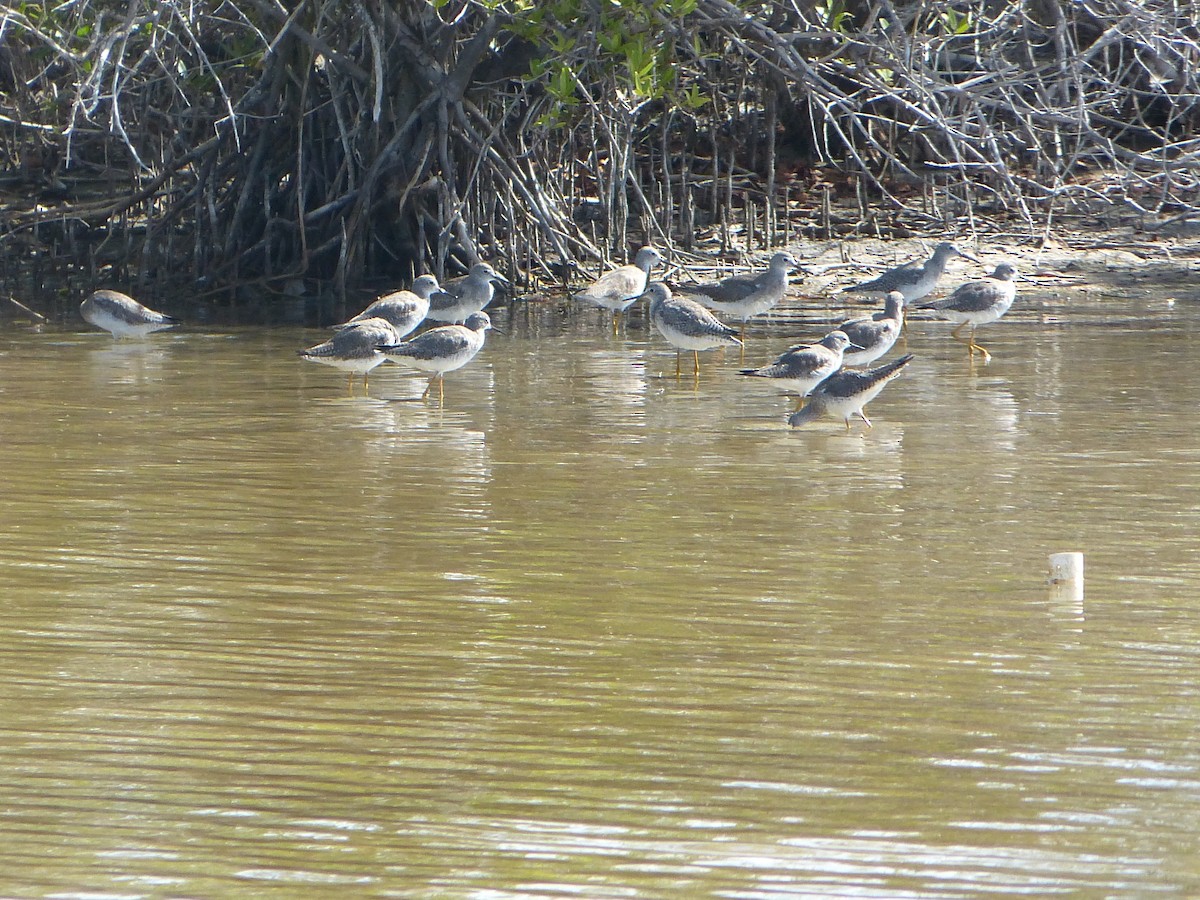 Greater Yellowlegs - ML613166409
