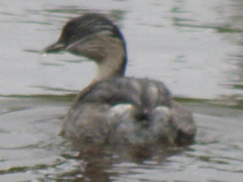 Hoary-headed Grebe - NICOLINO DALFONSO