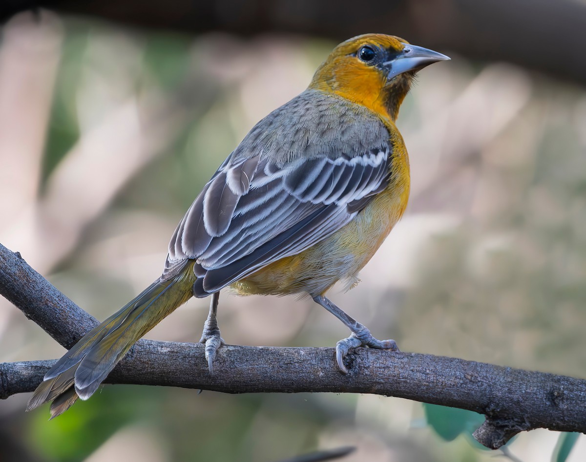 Oriole à dos rayé (groupe pustulatus) - ML613166443