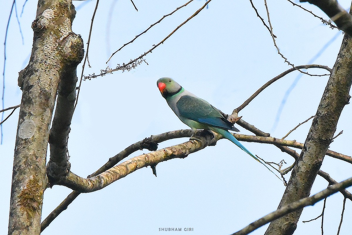 Malabar Parakeet - ML613166472