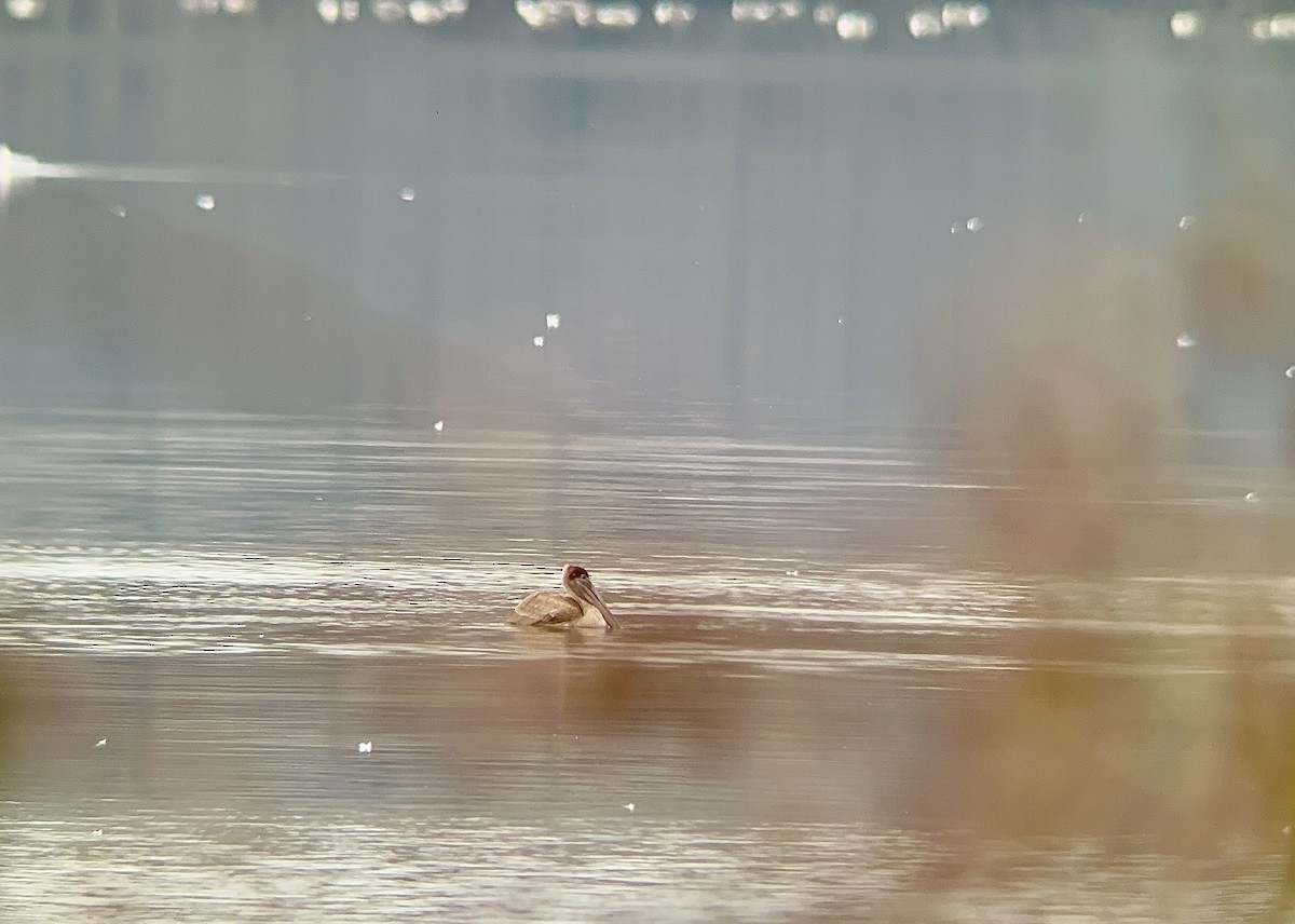 Brown Pelican - ML613166592