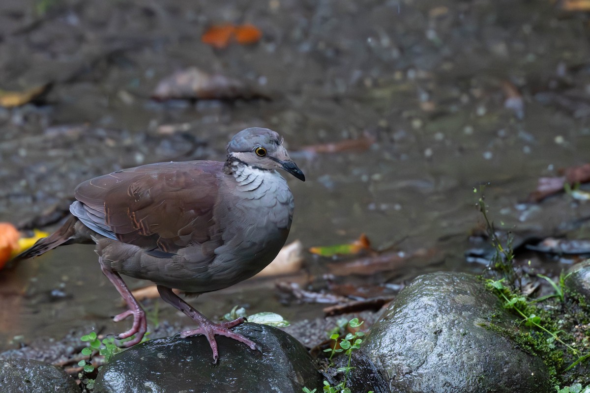 White-throated Quail-Dove - ML613166668