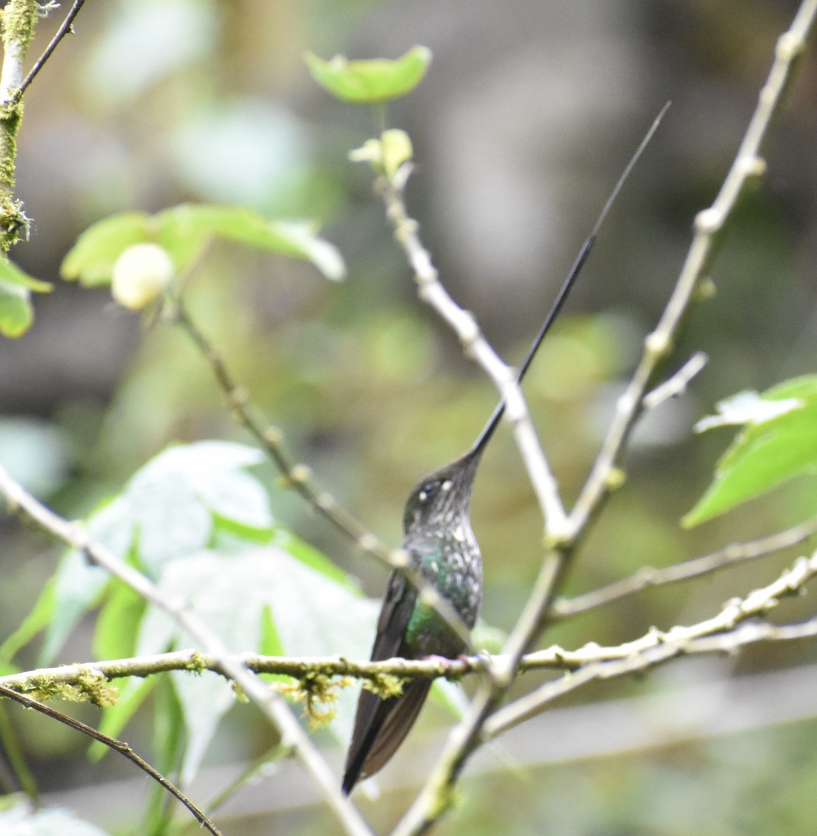 Sword-billed Hummingbird - Troy Blodgett