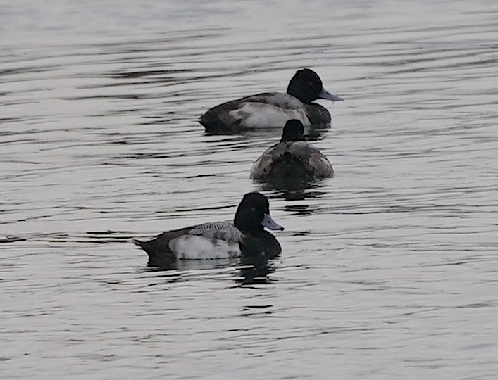 Lesser Scaup - ML613166729