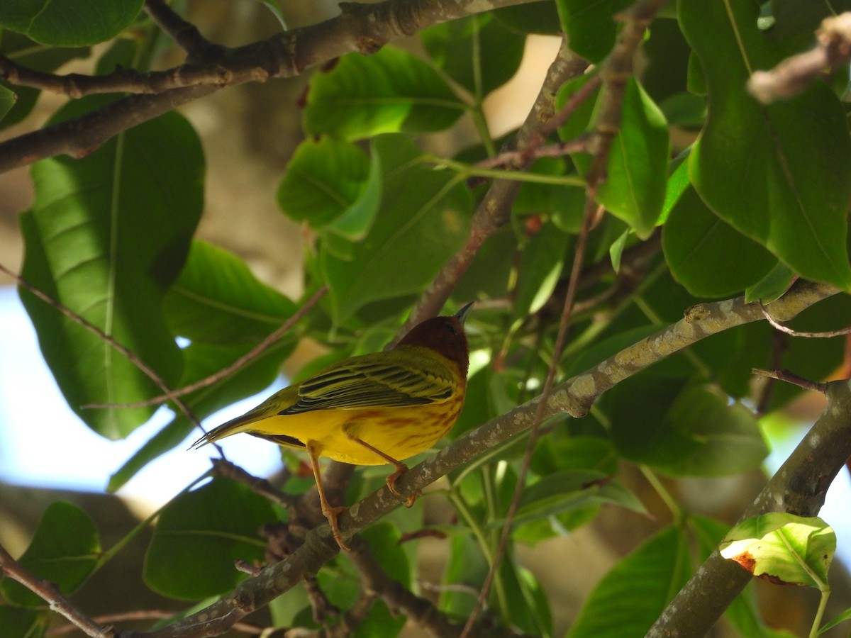 Yellow Warbler - Ricardo Bedia