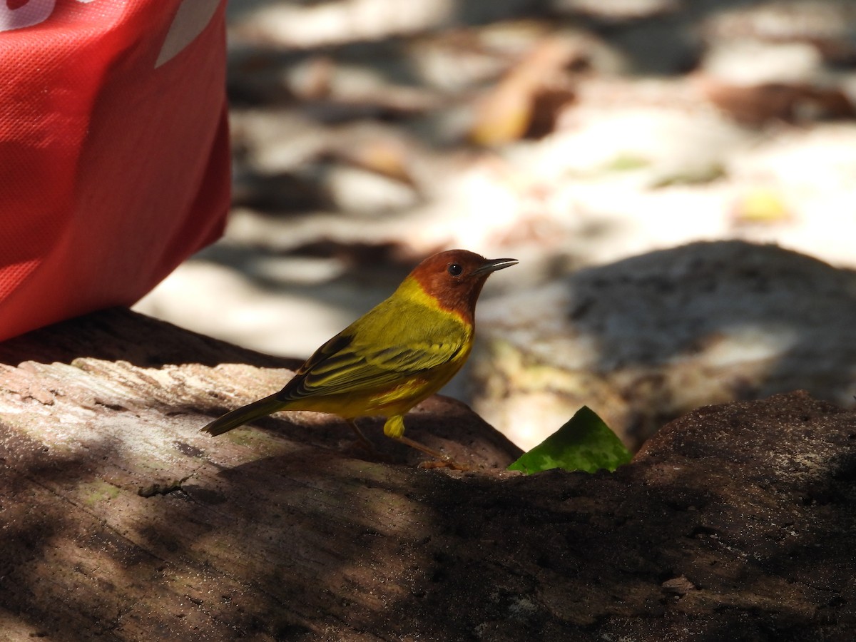 Yellow Warbler - Ricardo Bedia